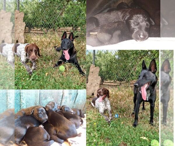 Medium Photo #4 Belgian Malinois-German Shorthaired Pointer Mix Puppy For Sale in SALINAS, CA, USA
