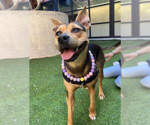 Black Mouth Cur-Unknown Mix Dogs for adoption in San Francisco, CA, USA