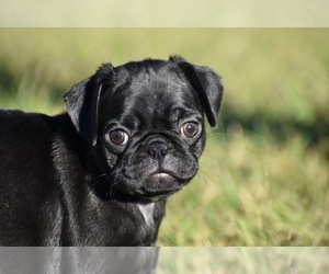 Pug Puppy for sale in PALM COAST, FL, USA
