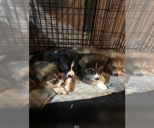 Border Collie-Siberian Husky Mix Puppy for sale in SAINT CHARLES, MO, USA