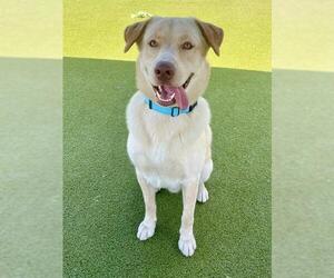 Labrador Retriever-Siberian Husky Mix Dogs for adoption in Naples, FL, USA