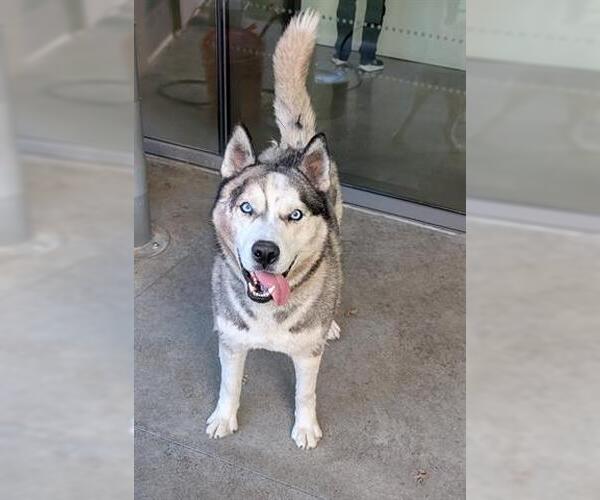 Medium Photo #1 Siberian Husky Puppy For Sale in San Martin, CA, USA