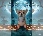 Small #3 Pembroke Welsh Corgi