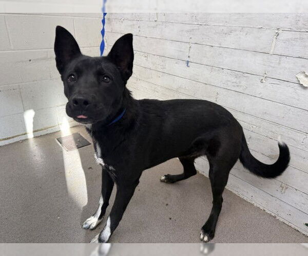 Medium Photo #1 German Shepherd Dog-Unknown Mix Puppy For Sale in San Bernardino, CA, USA