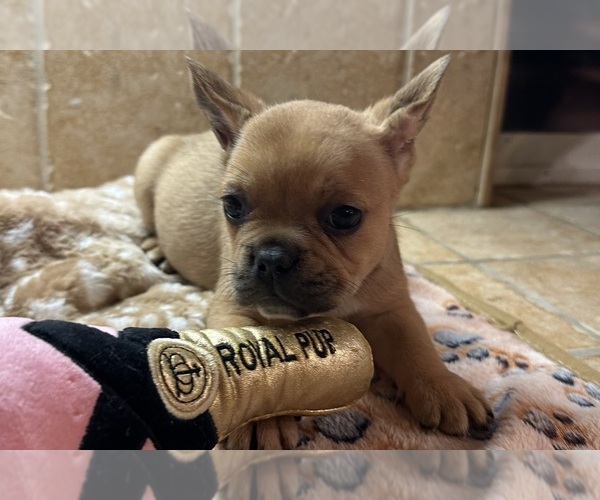 Medium Photo #11 American Bullnese-French Bulldog Mix Puppy For Sale in DISCOVERY BAY, CA, USA