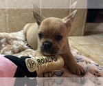 Small Photo #11 American Bullnese-French Bulldog Mix Puppy For Sale in DISCOVERY BAY, CA, USA
