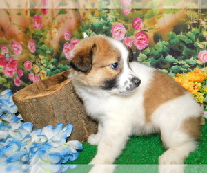 Australian Cattle Dog-Rat Terrier Mix Puppy for Sale in HAMMOND, Indiana USA