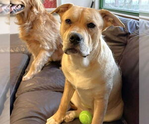 Labrador Retriever-Unknown Mix Dogs for adoption in Anchorage, AK, USA