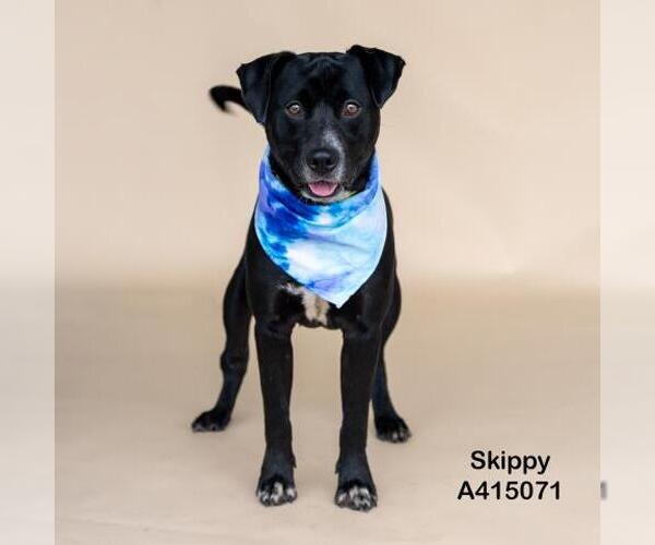 Medium Photo #1 Labrador Retriever-Unknown Mix Puppy For Sale in Conroe, TX, USA