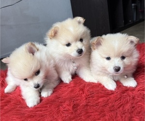 Pomeranian Puppy for sale in DAVIS, CA, USA