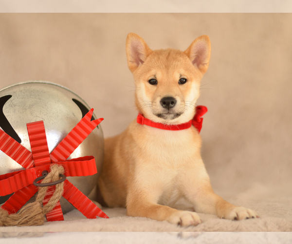 Medium Photo #2 Shiba Inu Puppy For Sale in Neosho, MO, USA