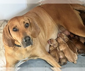 Mother of the Dachshund-Redbone Coonhound Mix puppies born on 07/03/2025
