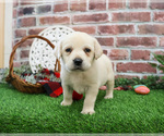 Small #5 Labrador Retriever