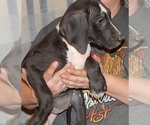 Small Photo #2 Great Dane Puppy For Sale in SPRAGGS, PA, USA