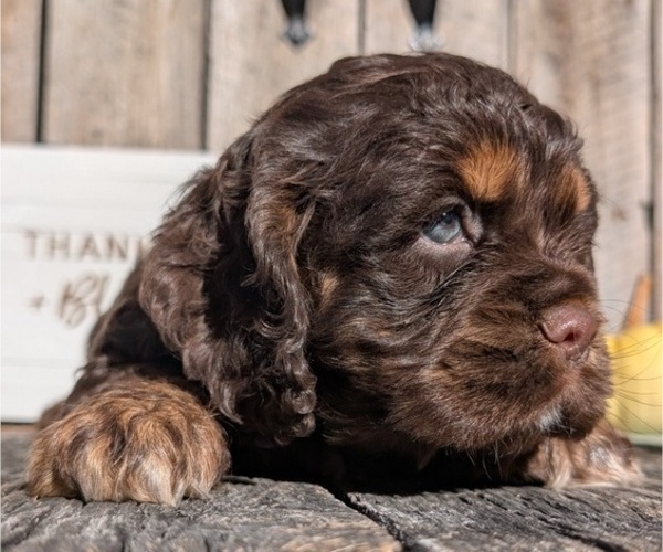 Medium Photo #17 Cocker Spaniel Puppy For Sale in GOSHEN, IN, USA