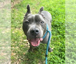 Mutt Dogs for adoption in Sacramento, CA, USA