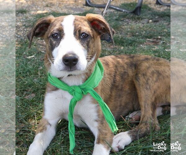 Medium Photo #3 Mutt Puppy For Sale in Washington, DC, USA