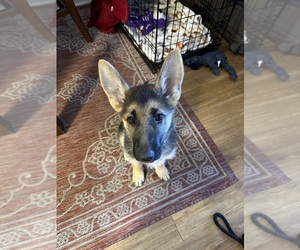 German Shepherd Dog Puppy for sale in FONTANA, CA, USA