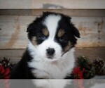Small Photo #2 Miniature Australian Shepherd Puppy For Sale in HUNTINGTON, UT, USA