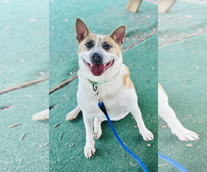 Mutt Dogs for adoption in Clarkesville, GA, USA