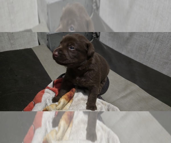 Medium Photo #1 Labrador Retriever Puppy For Sale in ZEPHYRHILLS, FL, USA