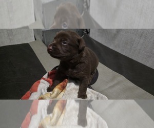 Labrador Retriever Puppy for sale in ZEPHYRHILLS, FL, USA