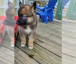 Small Photo #11 German Shepherd Dog-Siberian Husky Mix Puppy For Sale in HERNDON, PA, USA