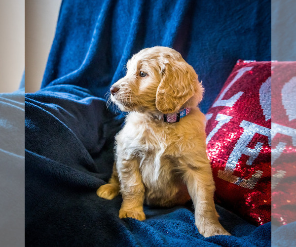 Medium Photo #2 Goldendoodle Puppy For Sale in WAKARUSA, IN, USA