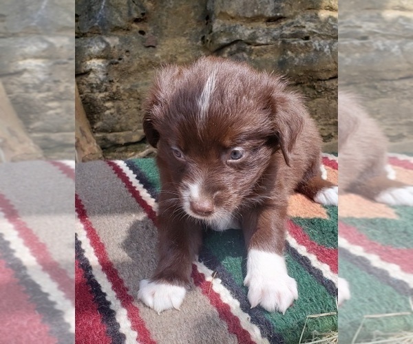 Medium Photo #5 Australian Shepherd Puppy For Sale in DOWELLTOWN, TN, USA