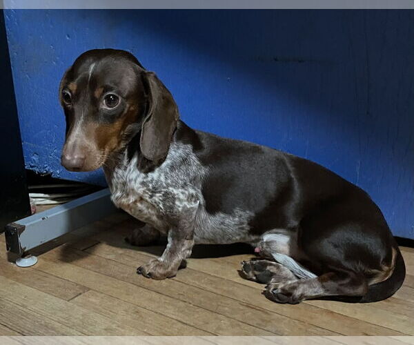 Medium Photo #5 Dachshund Puppy For Sale in St. Louis Park, MN, USA