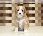 Small #3 Bernedoodle (Miniature)-Cavapoo (Miniature) Mix