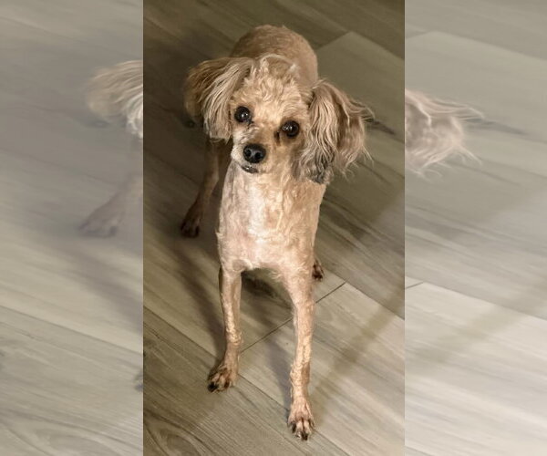 Medium Photo #2 Poodle (Toy) Puppy For Sale in Germantown, OH, USA