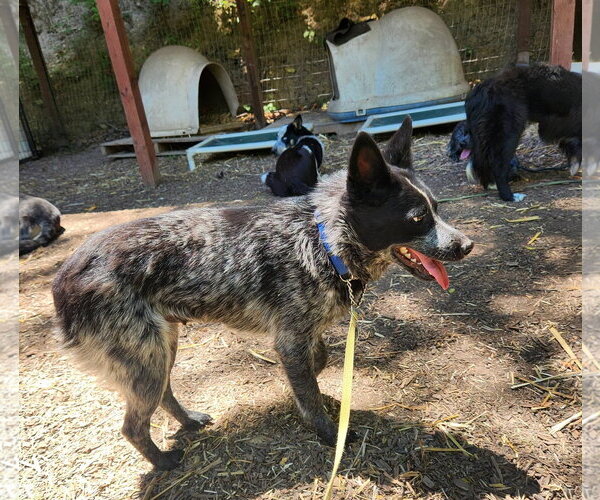 Medium Photo #8 Mutt Puppy For Sale in Paso Robles, CA, USA