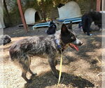 Small #7 Mutt