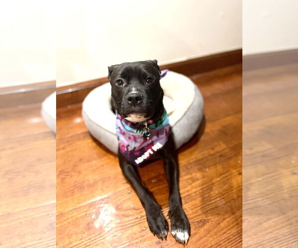 Medium Photo #9 American Staffordshire Terrier-Rottweiler Mix Puppy For Sale in Holly Springs, NC, USA