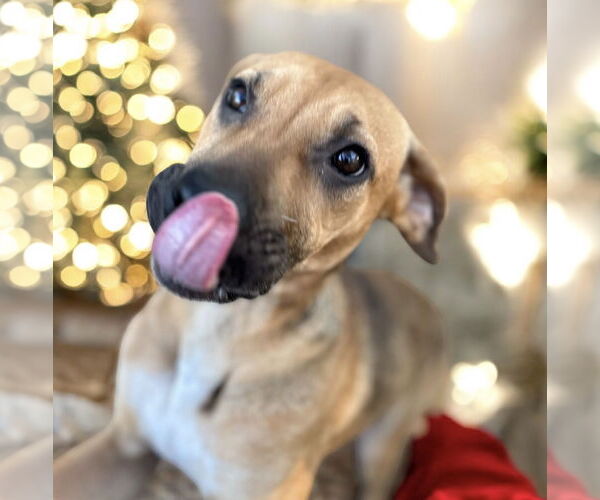 Medium Photo #8 Black Mouth Cur Puppy For Sale in Lexington, SC, USA