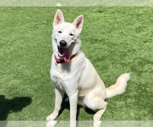 Medium Photo #2 Siberian Husky Puppy For Sale in Orange, CA, USA