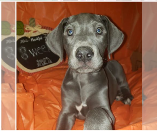 Medium Photo #2 Great Dane Puppy For Sale in INDEPENDENCE, MO, USA