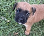 Small Photo #16 Boxer-Poodle (Standard) Mix Puppy For Sale in WEST POINT, VA, USA