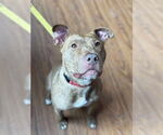 Small #11 American Pit Bull Terrier Mix