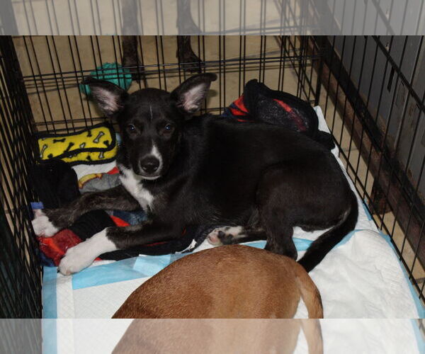 Medium Photo #4 Mutt Puppy For Sale in El Centro, CA, USA