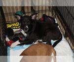 Small #3 Mutt