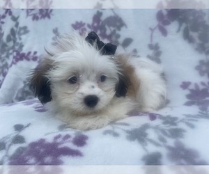 Zuchon Puppy for sale in LAKELAND, FL, USA