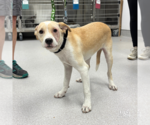 Small #2 Retriever  Mix