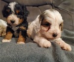 Small #16 Bernedoodle (Miniature)