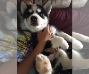 Siberian Husky Puppy for sale in JEFFERSON, NH, USA