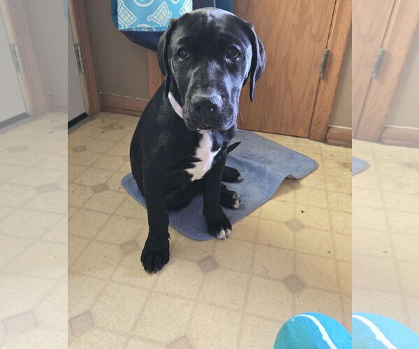 Medium Photo #10 American Pit Bull Terrier-Labrador Retriever Mix Puppy For Sale in Princeton, MN, USA