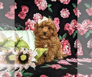 Cavapoo Puppy for sale in CHRISTIANA, PA, USA