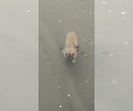 Small Photo #1 French Bulldog Puppy For Sale in VANCOUVER, WA, USA