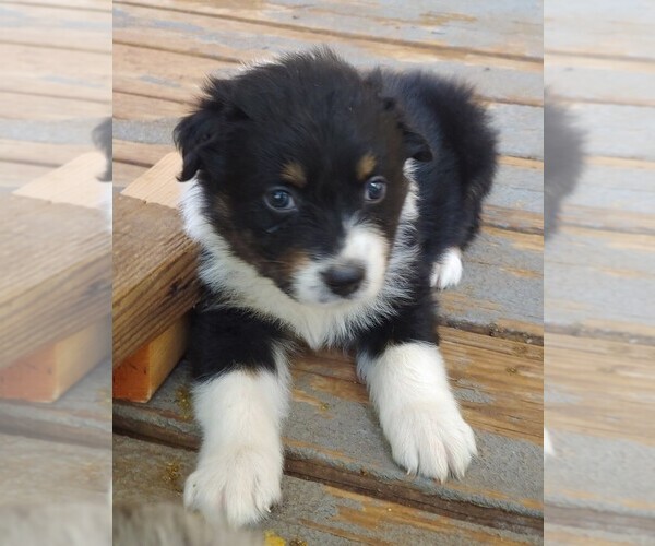 Medium Photo #7 Australian Shepherd Puppy For Sale in GUTHRIE, OK, USA